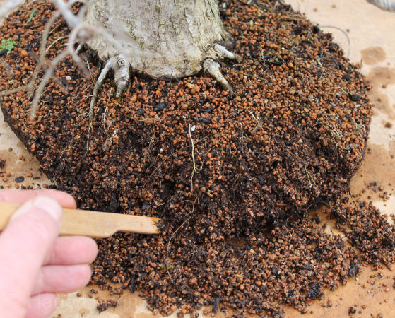 combing out bonsai roots
